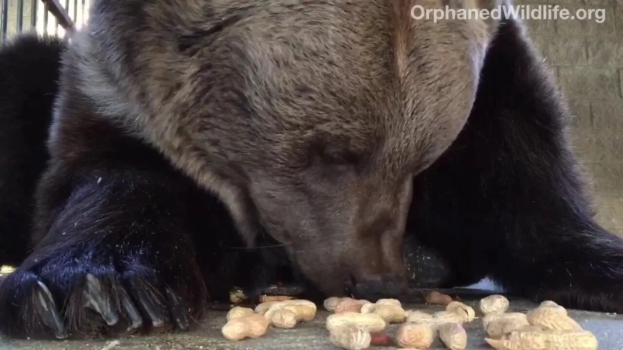 Медведь гризли. Sometimes you eat the bear and sometimes the bear, well, he eats you. Bears eat beats. The bear eat the. The bear eat the.