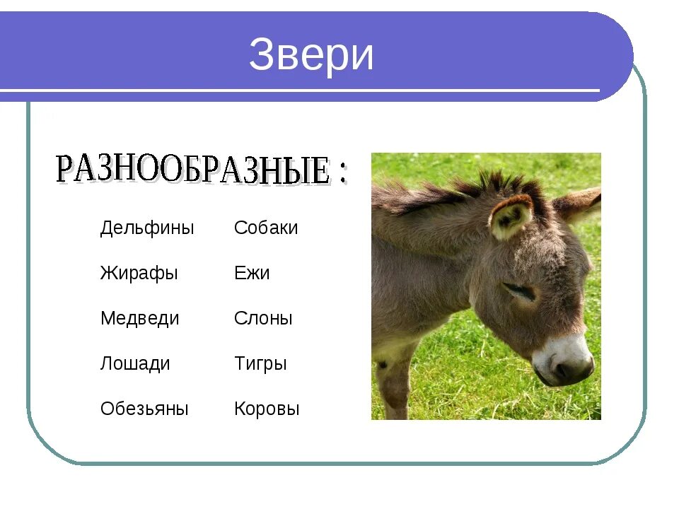 Какие года бывает зверей. Какие бывают звери. 1999 Какой животных. Какие года зверей бывают. Переносные наименования животных.