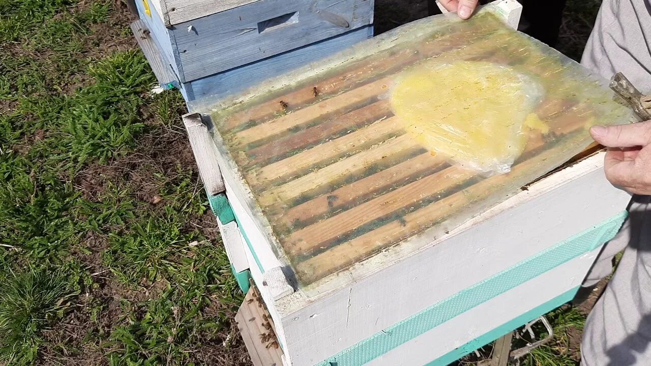 Подкормка пчел полынью. Подкормка пчел весной. подкормка пчел сахарным сиропом. дымарь для пчел. дымарь на улье.