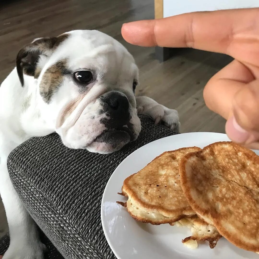 Можно собакам блины. Собака с блином. Смешные блины. Можно собакам блины. Собака масленица.