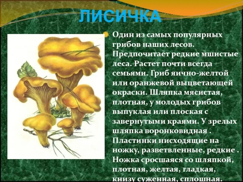 Информация про грибы. Лисички грибы свинушка. Гриб Лисичка описание. Гриб Лисичка биологическая характеристика. Сообщение о грибе Лисичка.