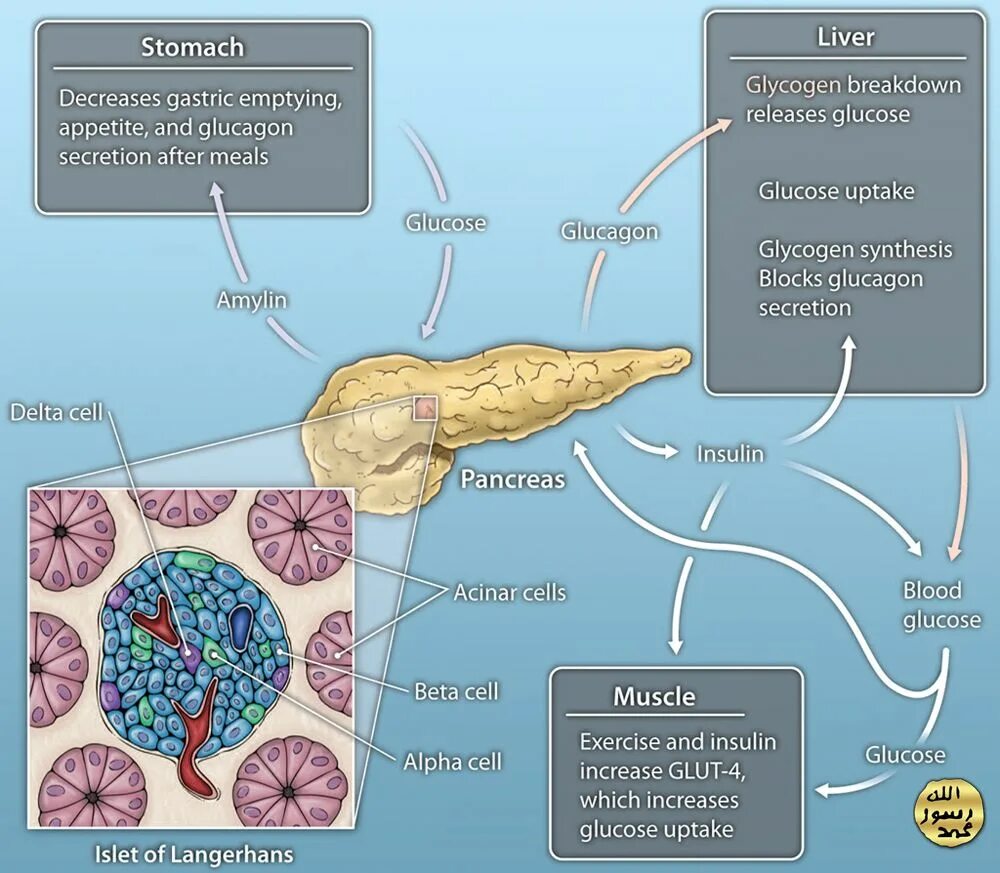 Альфа клетки островков лангерганса. Альфа и бета клетки поджелудочной железы. Бета-клетки островков Лангерганса поджелудочной железы синтезируют:. Синтез инсулина бета клетками островков Лангерганса. Островки Лангерганса поджелудочной железы.