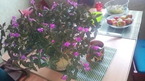 Продам отдам цветы