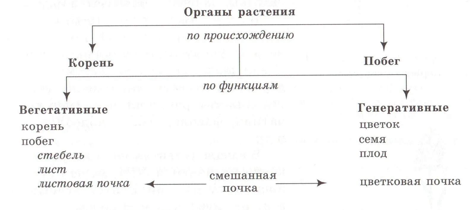 Вегетативные образования генеративные образования. Органы высших растений таблица. генеративные органы. вегетативные и генеративные органы. строение генеративных органов.