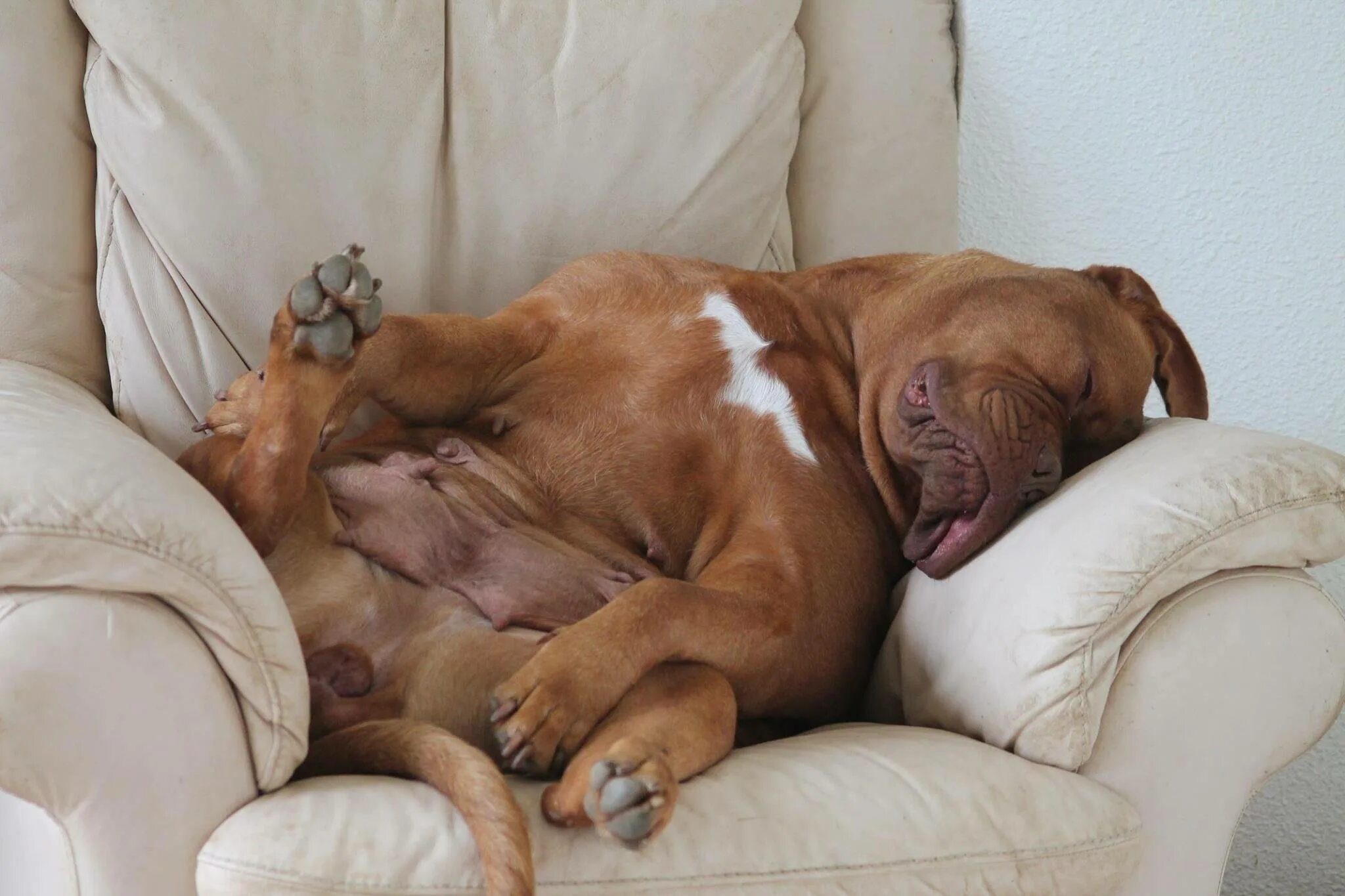 Ленивый доги. Собака спит. Собака спит в постели. Ленивый доги. Ленивый доги.