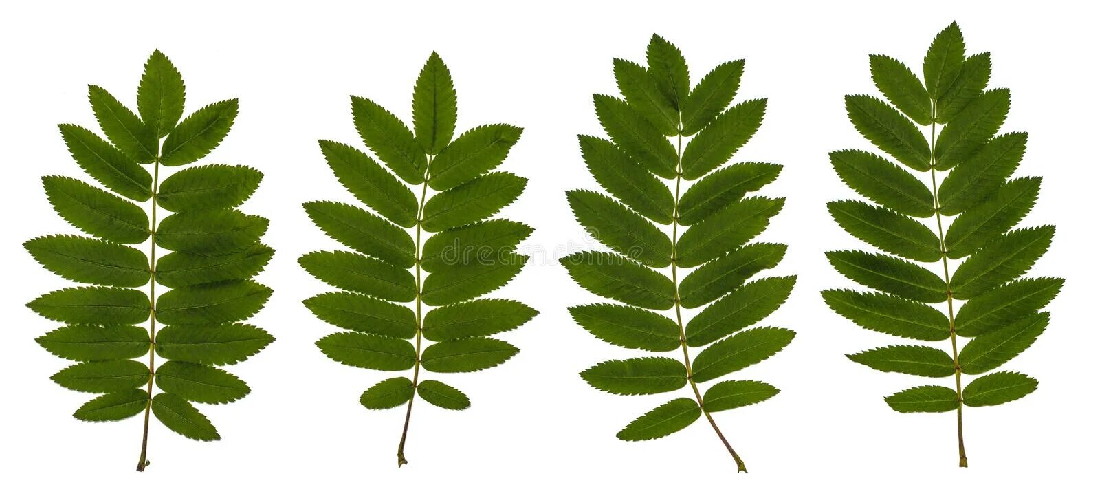 Форма листа рябины. Форма листа рябины. Форма листа рябины. Форма листа рябины. Рябина обыкновенная sorbus aucuparia гербарий.