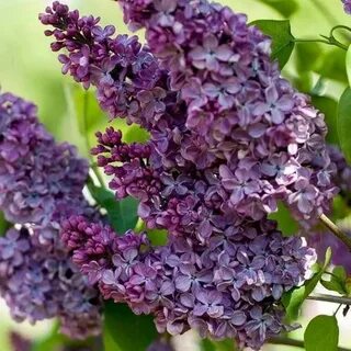 Сирень латинское название
