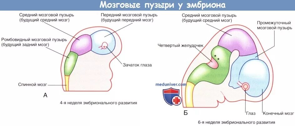 3 пузыря мозга. Развитие отделов головного мозга стадия трех пузырей. Эмбриональное развитие головного мозга. 5 Мозговых пузырей эмбриона человека. Мозговые пузыри эмбриогенез.