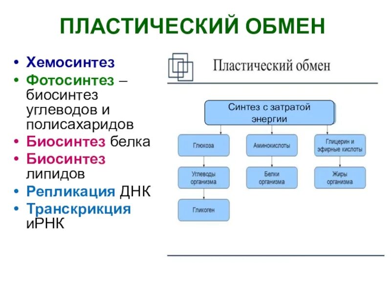 Подготовительный этап белки. Обмен веществ пластический обмен Биосинтез белков. Этапы пластического обмена схема. Этапы пластического обмена Биосинтез белка. Этапы пластического обмена в биологии.