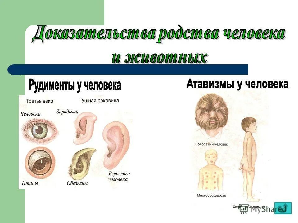 3 примеры рудиментов. Рудименты и атавизмы доказательства эволюции. Рудименты определение примеры. Рудименты человека таблица. Рудименты и атавизмы человека таблица.