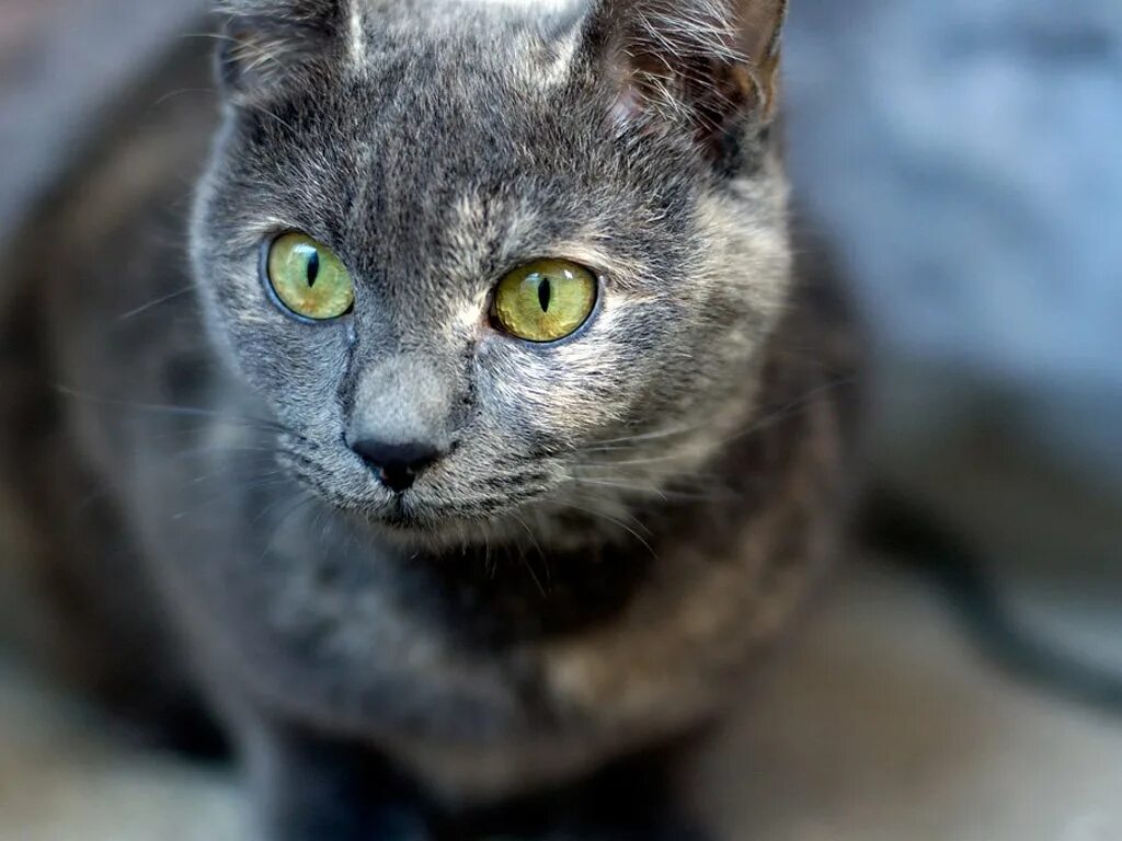 Кошка Сибирская голубая гладкошерстная. Кошка серая. Серая кошка с зелеными глазами. Кошка с желтыми глазами.