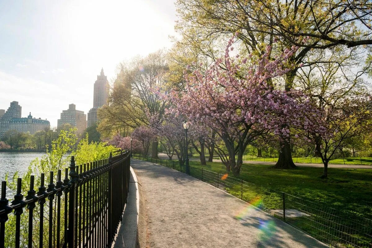 Spring central. Деревья нью йорка. spring city.