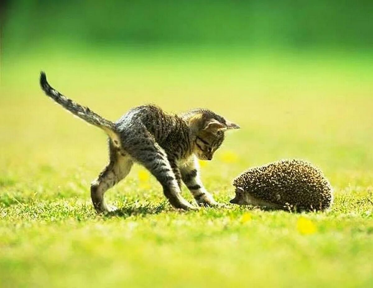 Кошка и ежата. Ежик и котенок. кошка и еж. котенок и ежонок.
