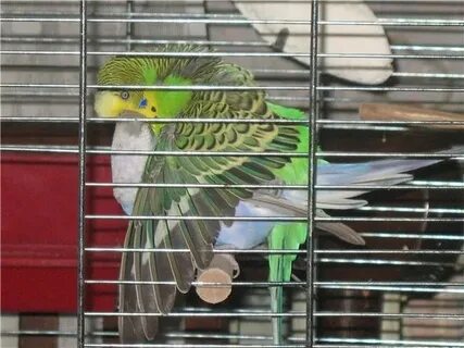 Волнистый попугай и корелла в одной клетке