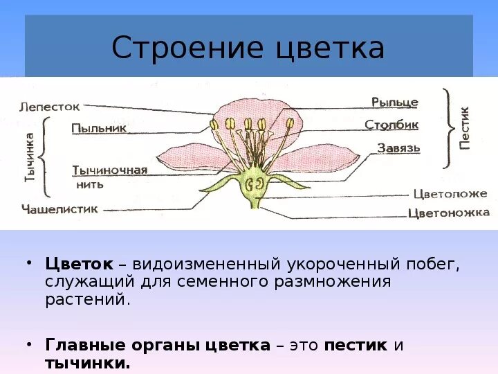 Цветок его строение и значение. Оплодотворение у цветковых растений. Цветок и его характеристика. Хризантема описание растения. Видоизмененные почки.