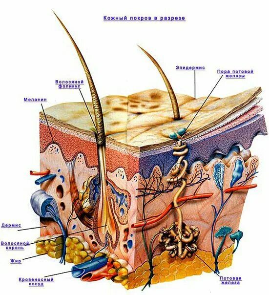 Анатомия человека кожный Покров. Кожный Покров строение кожи анатомия животных. Строение кожного Покрова шкуры. Кожа в разрезе.