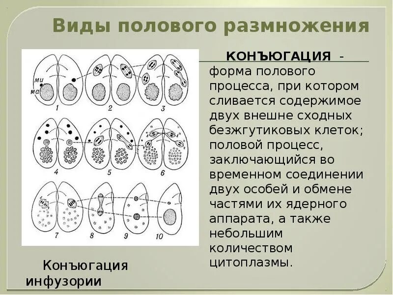 Как называется процесс размножения. Половое размножение таблица конъюгация. конъюгация тип полового размножения. конъюгация размножение. половой процесс инфузории.
