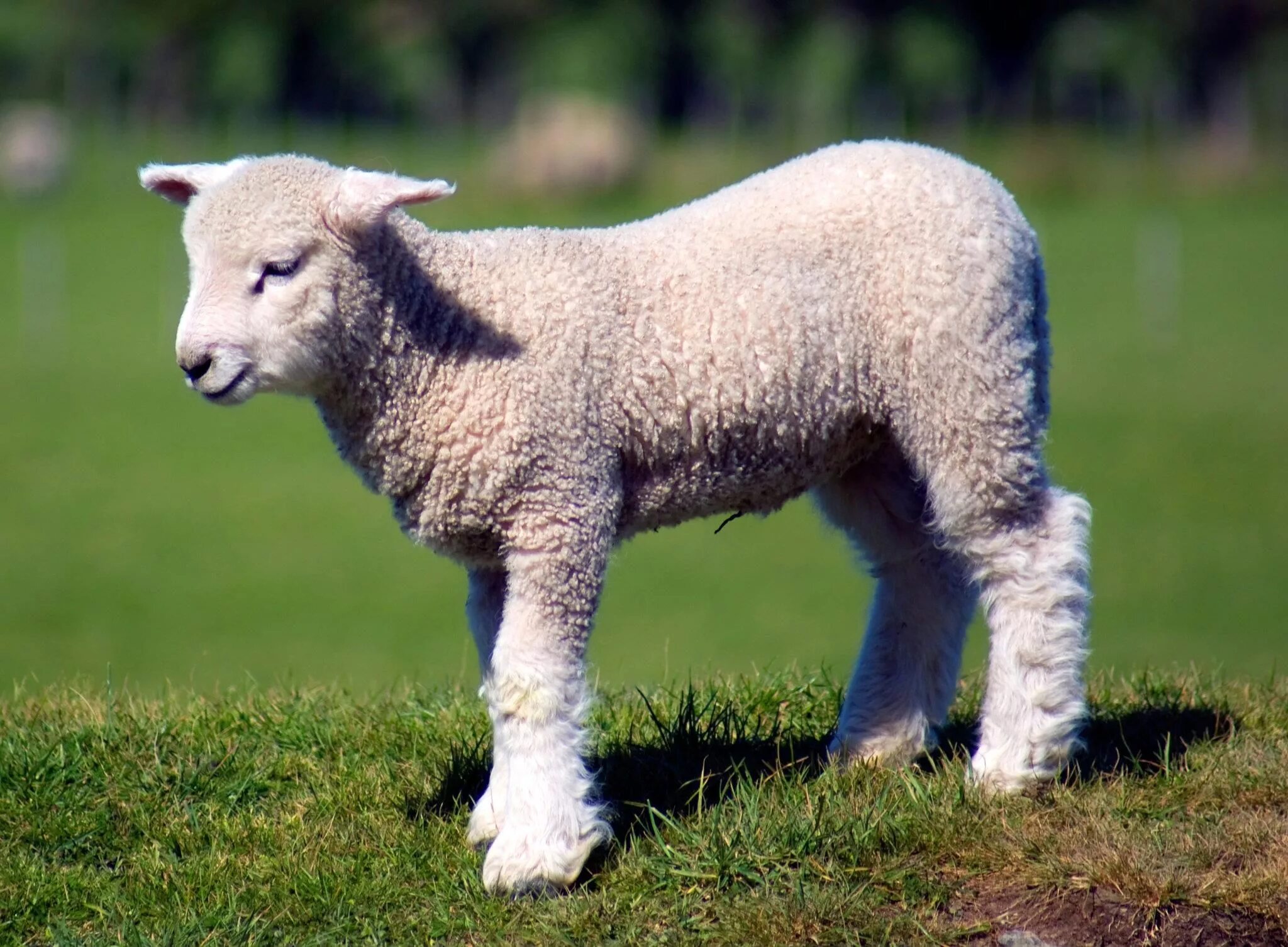Lamb dynamic. Астраган овца. Баран астраган. Баран и ягненок. Мутон овца.