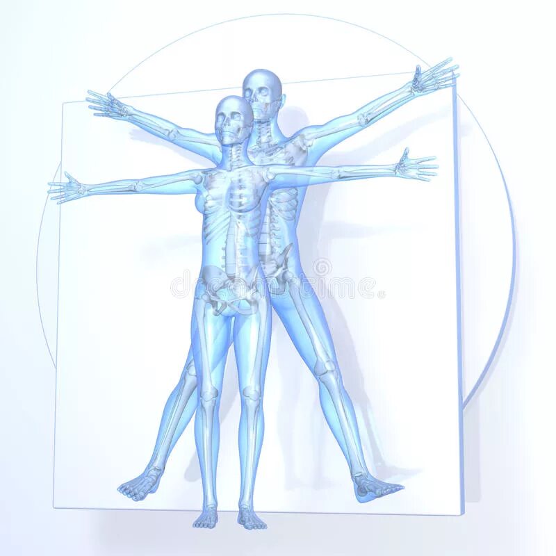 Леонардо да винчи витрувианский человек. Стиль леонардо давинчи. Идея совершенного человека. Идея совершенного человека. Леонардо да винчи человек в круге.