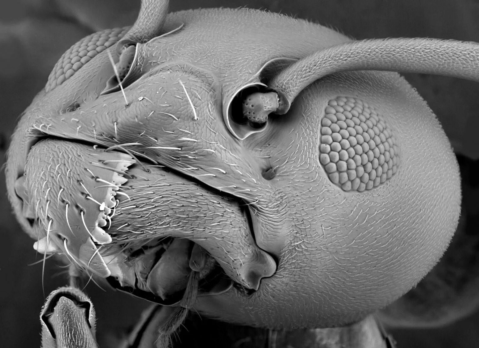 Бактерии на мухе. Морда бабочки под микроскопом. Самые страшные насекомые под микроскопом. Муравей подмикраскопам. Челюсти Стрекозы под микроскопом.