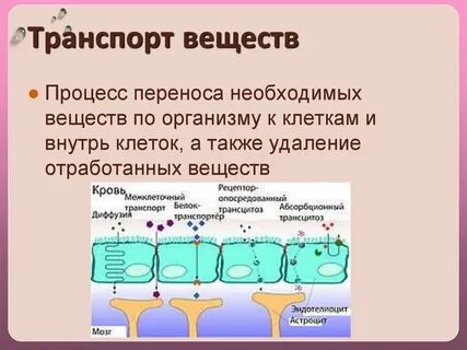 Транспортные системы биология
