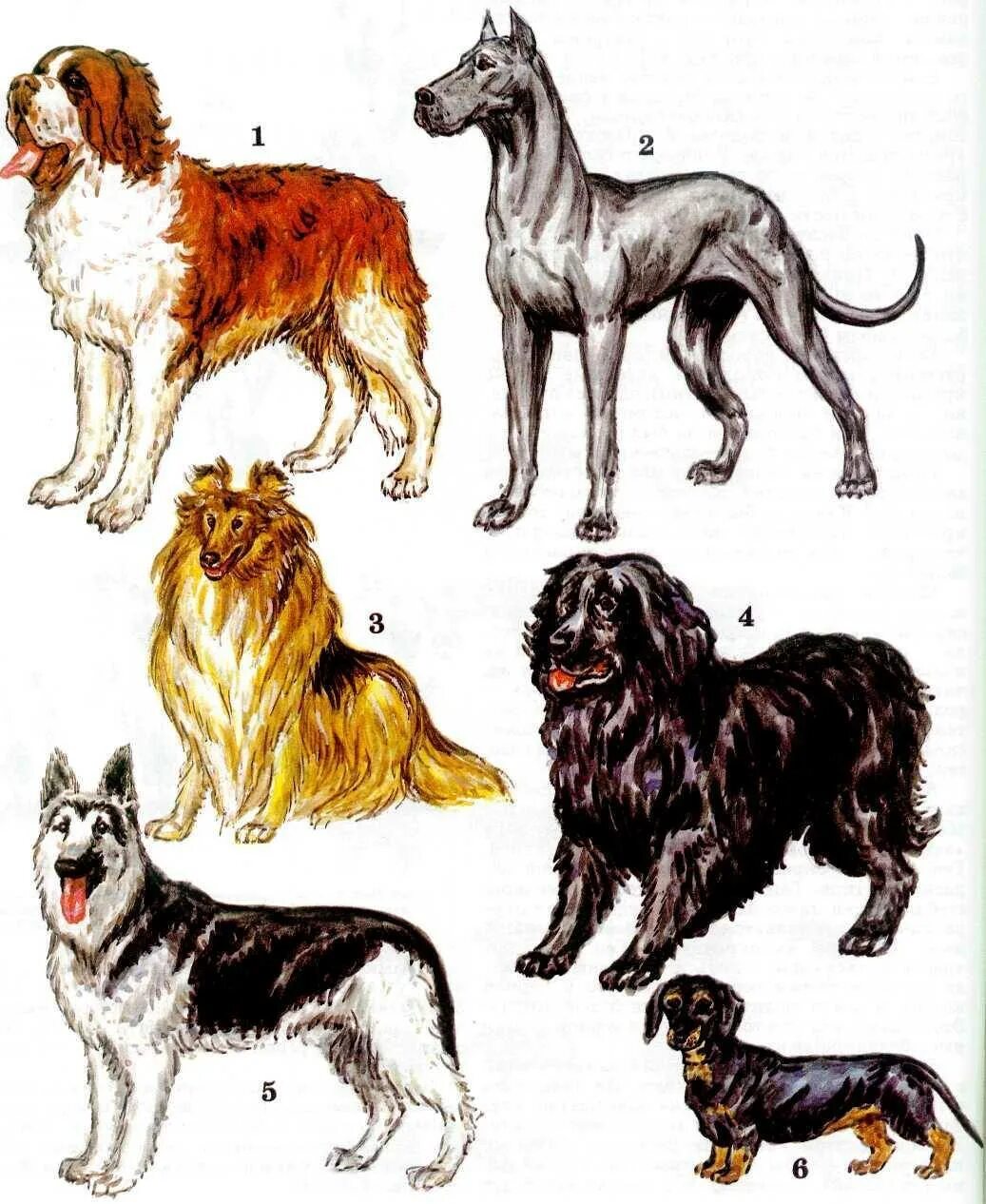 Вывести новую породу. Иллюстрации собак разных пород. Название собак. Разные собаки. Разнообразие пород собак.