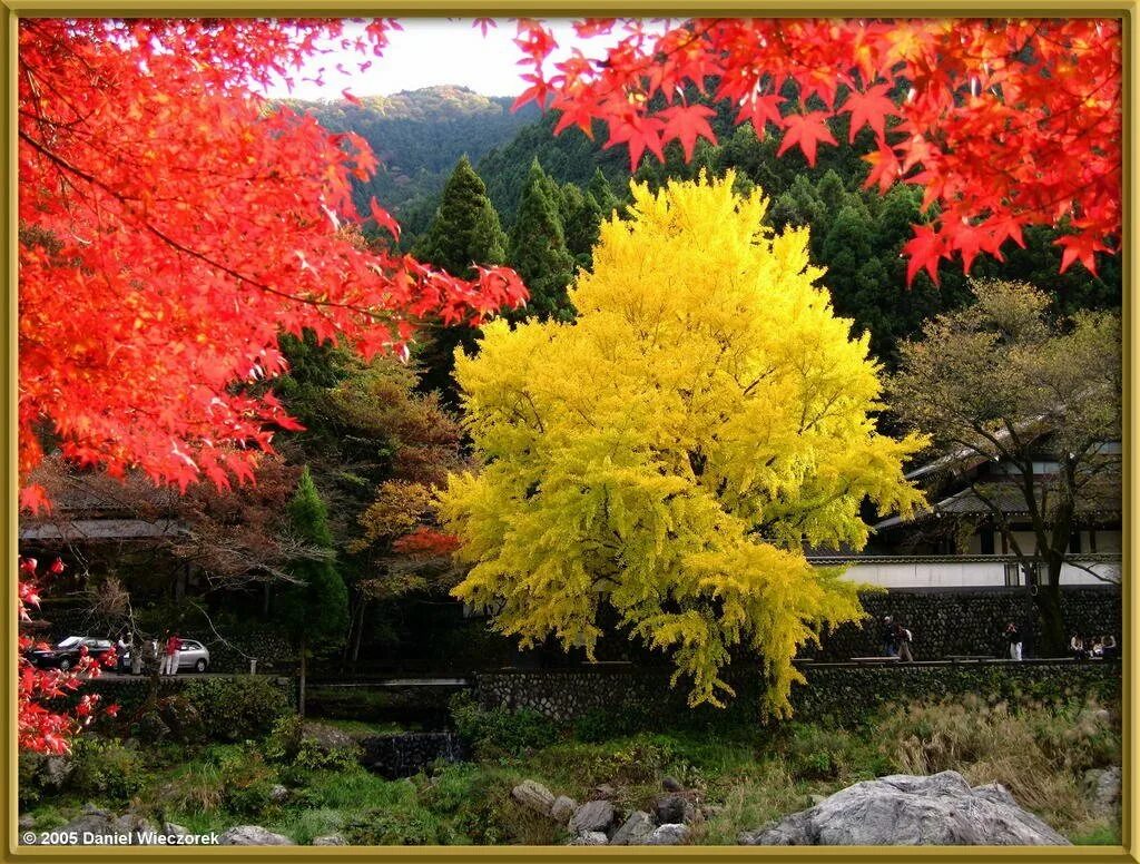 Осень дерево золото. Осенние клён в небе. Желтеющий клен. Япония осень гинкго. Зарделись клены.