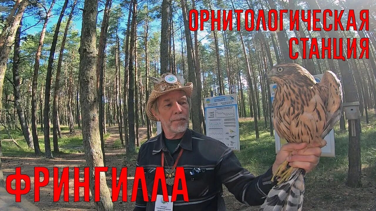 Орнитологическая станция фрингилла на куршской косе. Орнитологические экскурсии. Куршская коса калининград орнитологическая станция. Ладожская орнитологическая станция. Кольцевание на какой орнитологической станции.