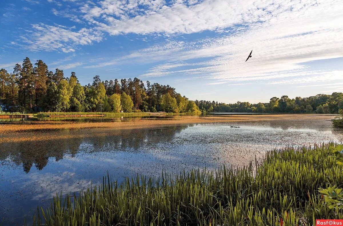 Озеро лесное екатеринбург. Заболоцкий лесное озеро. Озеро у леса. Лесистое озеро. Хадыженское лесное озеро.