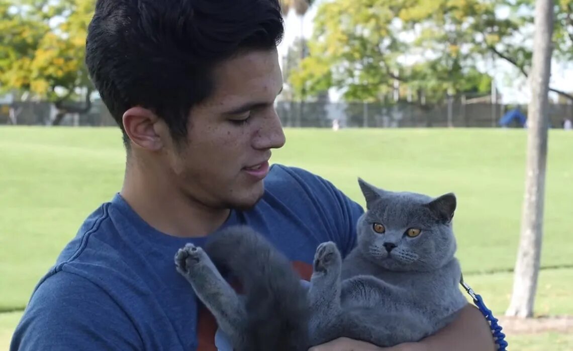 Mike cat. Prince michael cat. ааронс энималс кот.