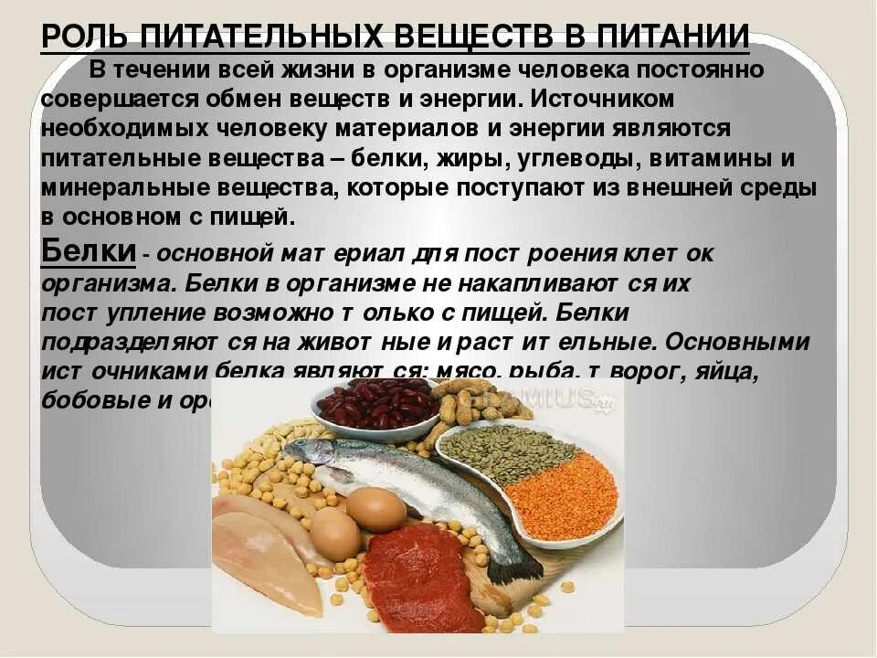 Роль пищи для организма человека. Жиры в пищевых продуктах. Роль питательных веществ в организме человека. Питание пищевые вещества.