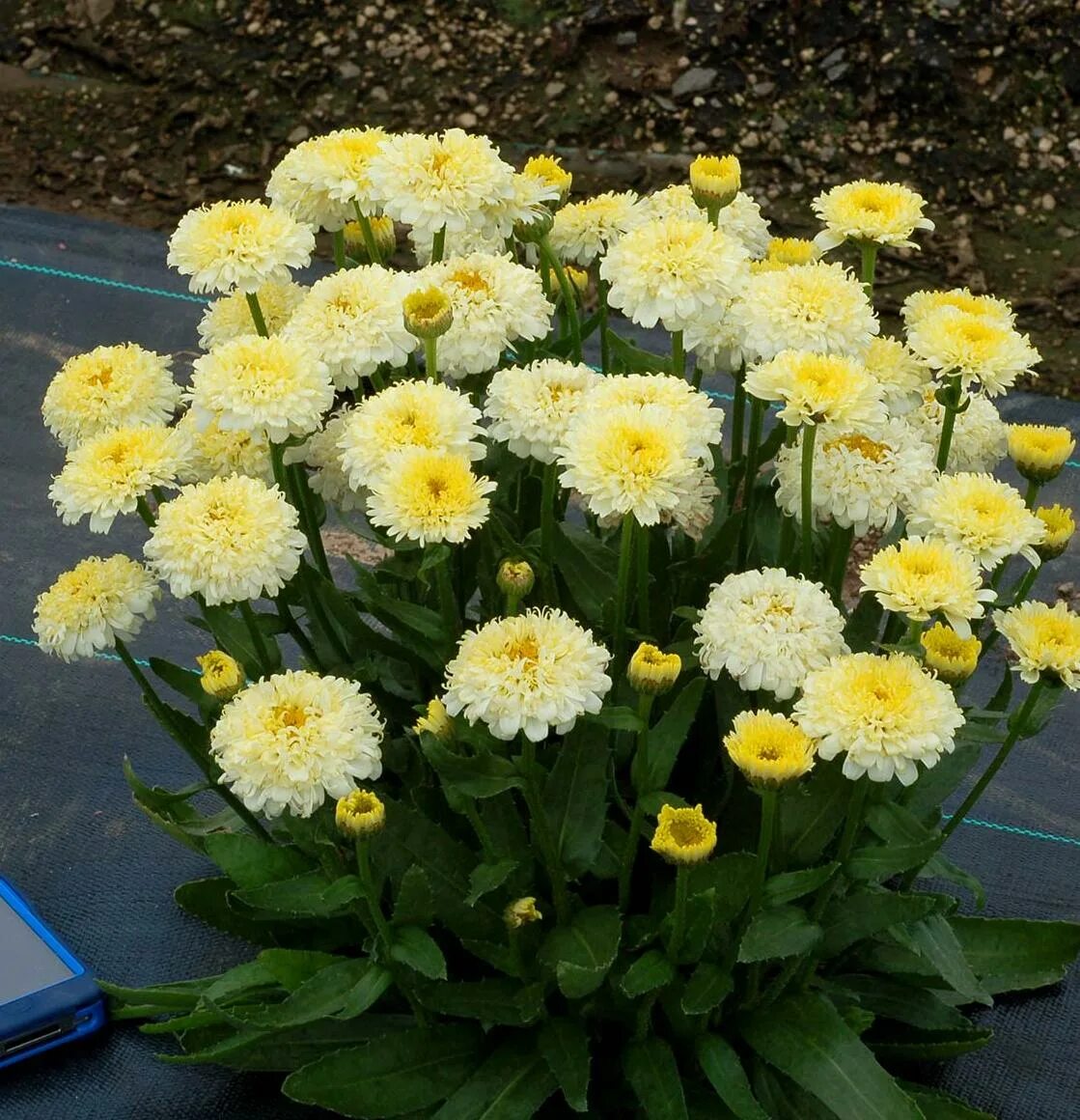 Леукантемум болотный снежок отзывы. Леукантемум болотный снежок. Леукантемум luna. Leucanthemum superbum luna. Leucanthemum luna pbr.