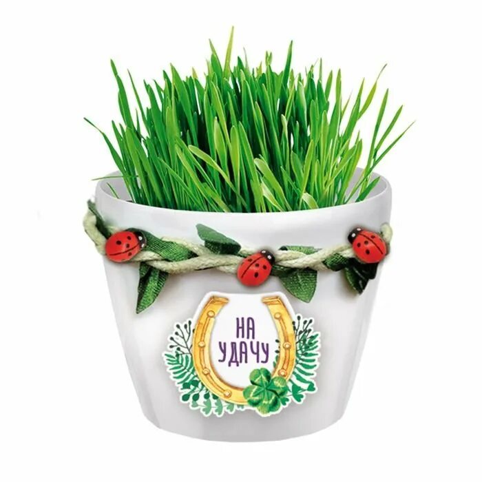 Подарок в горшочке. Упаковка для растений в горшках. Гиацинт в горшке композиция. Подарок в горшочке. Подарочная упаковка для цветов в горшках.