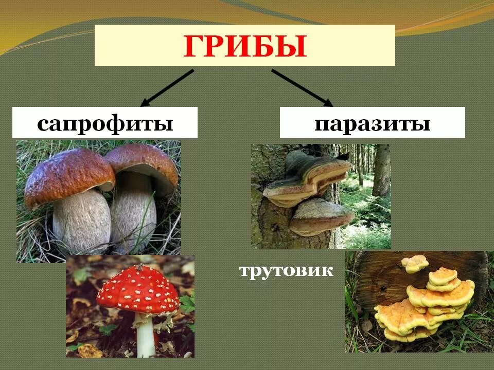 Трутовик симбионт. Грибы сапрофиты и грибы паразиты. Грибы сапрофиты паразиты симбионты. Сапрофиты паразиты сапротрофы. Питание грибов сапрофиты.