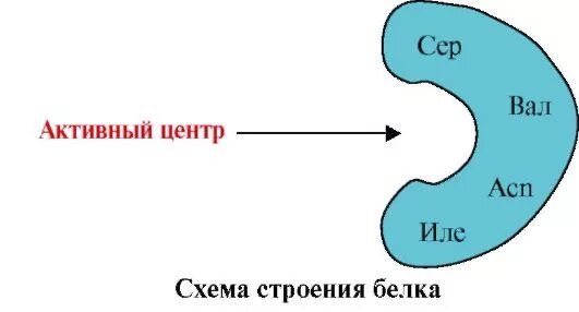 Взаимодействие белков с лигандами. Функционально активные центры белков. Формирование активного центра белка. Взаимодействие лиганда с активным центром. Функционально активные центры белков.