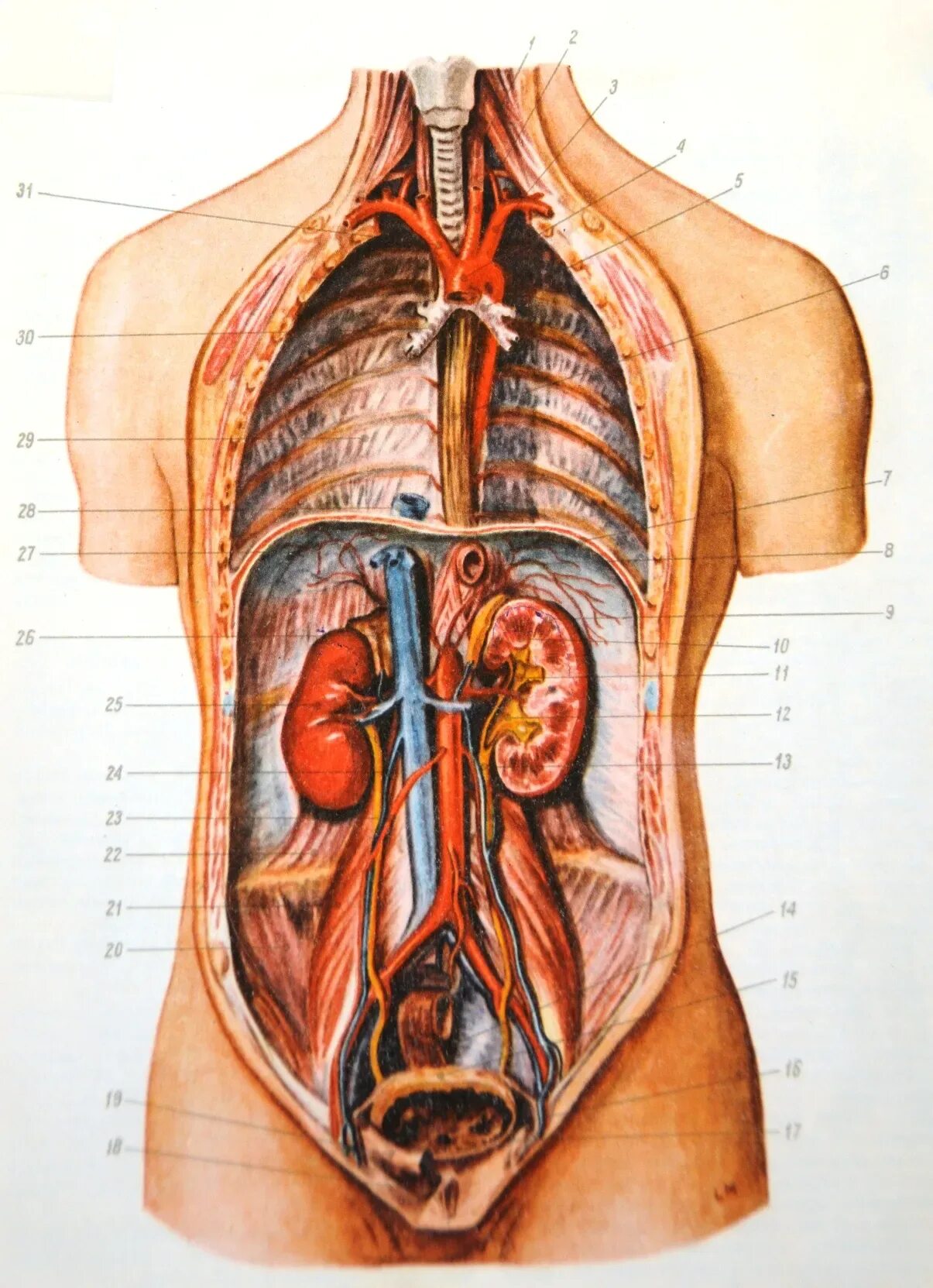 Анатомия человека внутренние органы. Анатомия человека в разрезе внутренние органы. Анатомия человека внутренние органы женщины. Органы грудной и брюшной полости человека. Фото анатомии человека женщин внутренних органов