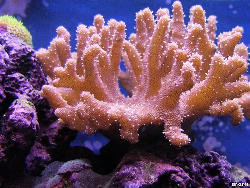 Coral life. Коралловые полипы Кишечнополостные. Шестилучевые коралловые полипы. Колониальные коралловые полипы. Морские Кишечнополостные коралловые полипы.