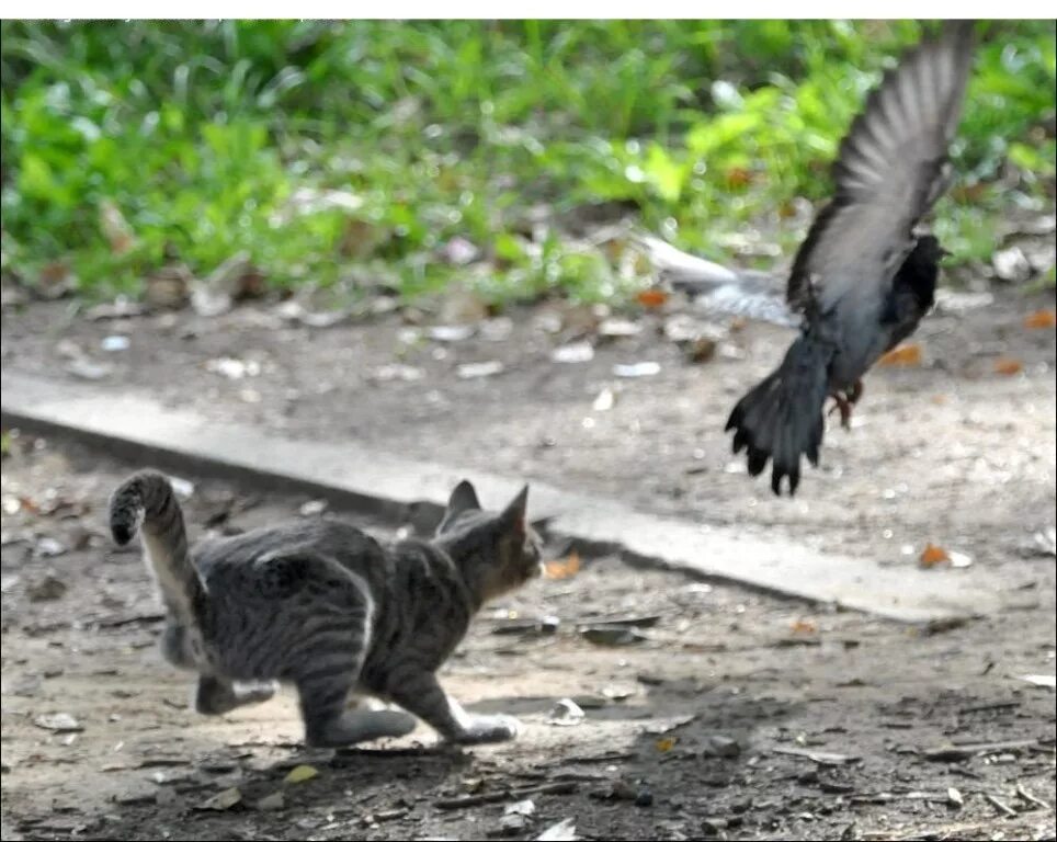 Кошка охотится. Кошка охотится на птиц. Кот охотится на голубя. Кошка охотится на голубей. Кошка ест птицу