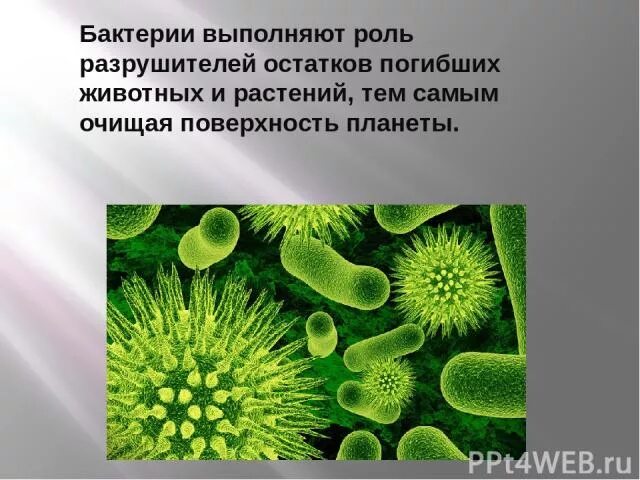 Какие условия способствуют распространению бактерий. Бактерии Разрушители. Бактерии разлагатели. Бактерии выполняют роль. Разрушители микроорганизмов.