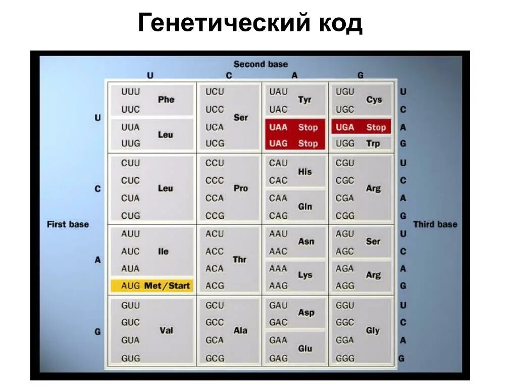 Генетический код. Генетического кода. Таблица генетического кода. Генетический код это в биологии.