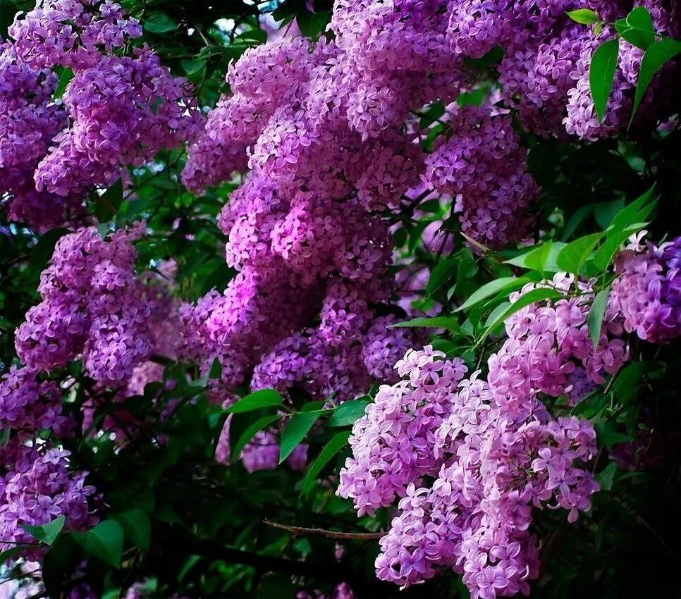 Карликовая Персидская сирень. Сирень Персидская (Syringa persica). Сирень Персидская — Syringa persica l.. Персидская махровая сирень. Сирени 6 букв