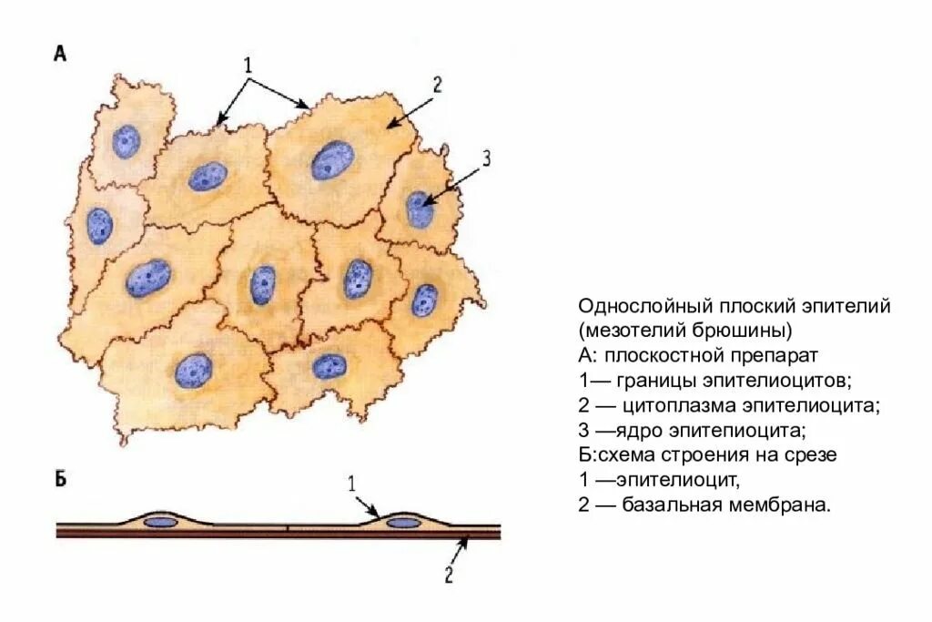 Однослойный плоский мезотелий. Однослойный однорядный плоский эпителий мезотелий. Однослойный плоский эпителий мезотелий гистология. Однослойный плоский эпителий (мезотелий) сальника кролика рисунок. Строение мезотелия сальника кролика.