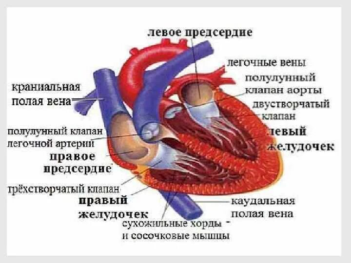 Каудальная полая Вена коровы. Краниальная полая Вена. Строение сердца КРС анатомия. Краниальная и каудальная полые вены. Предсердие у животных