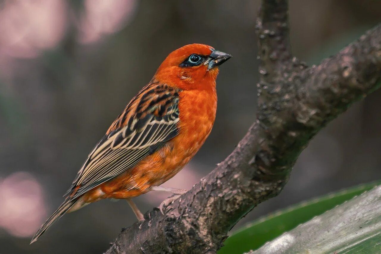Птица маленькая оранжевая. Птица с красной грудкой. Рыжая птица. Оранжевая птица. Птицы оранжевого цвета.