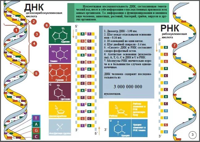 Генетические тесты на предрасположенность к заболеваниям. Днк гомель каталог. Академия системного бизнеса. Магазин косметики зеленый логотип. Днк гомель каталог.