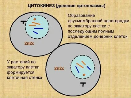 В какой фазе происходит деление цитоплазмы клетки