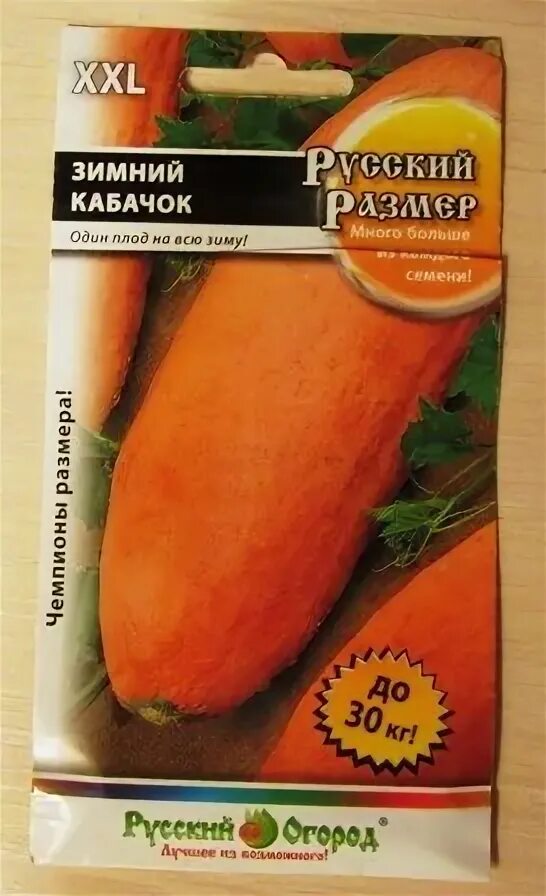 Кабачок русский размер фото