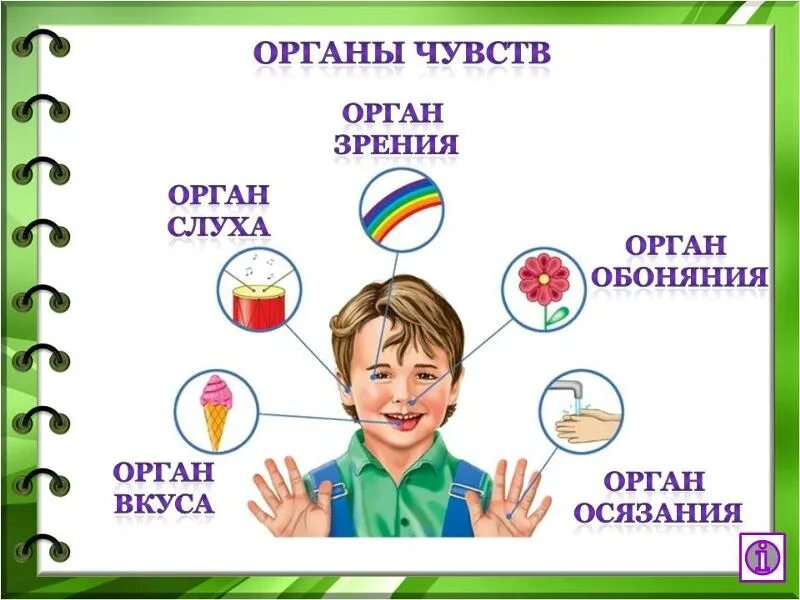 Сколько органов чувств у человека. Органы чувств человека. Органы чувств у человека окружающий мир. Органы чувств человека схема. Три органа чувств человека.