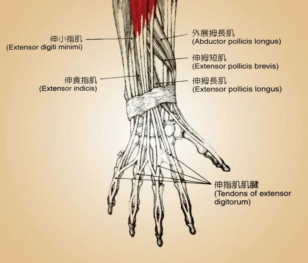 M extensor digitorum. M abductor pollicis longus. musculus abductor pollicis longus. разгибатель пальцев m. extensor digitorum. musculus flexor digiti minimi longus.