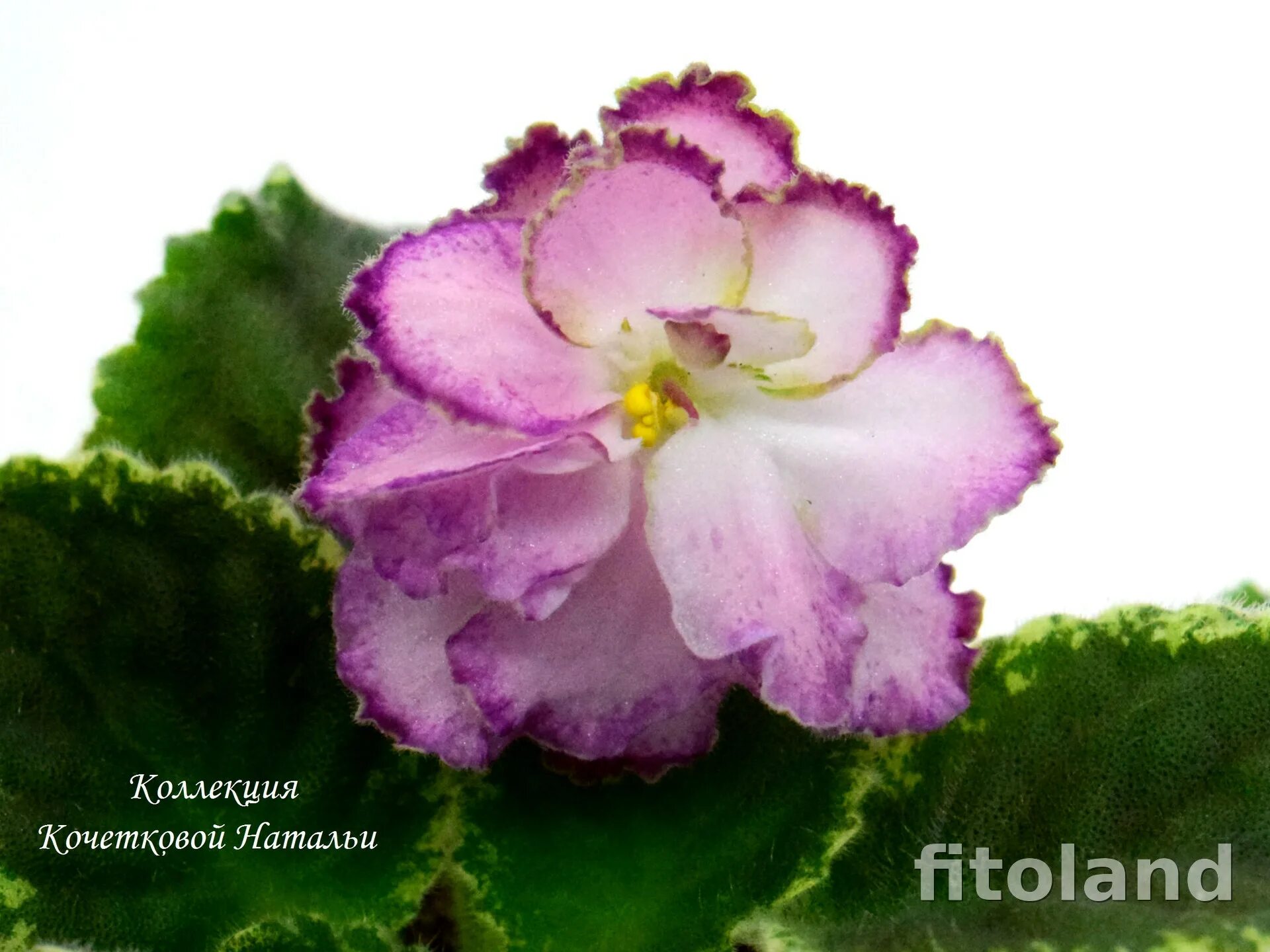 Фиалка модная весна Foto-Gadanie.ru